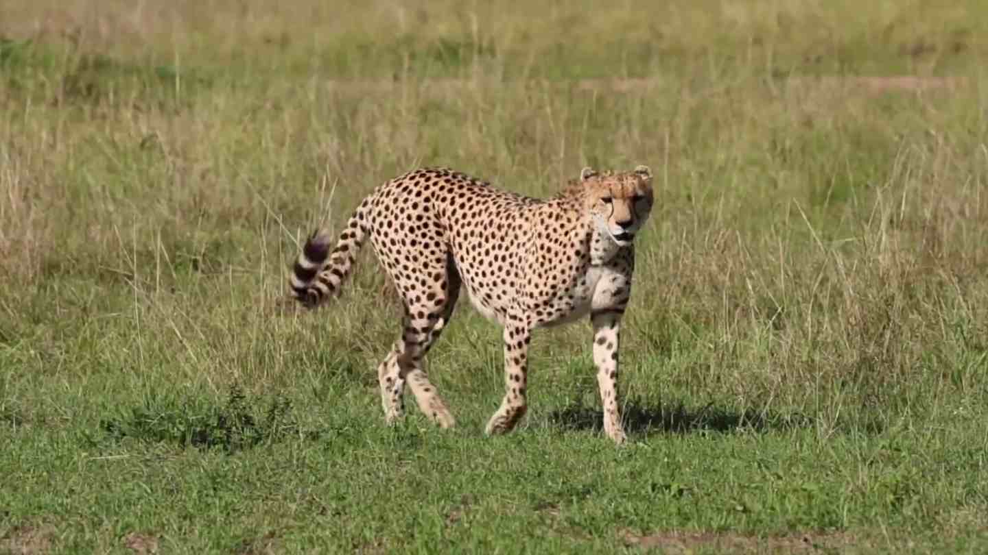 Cheetah in Masai Mara
