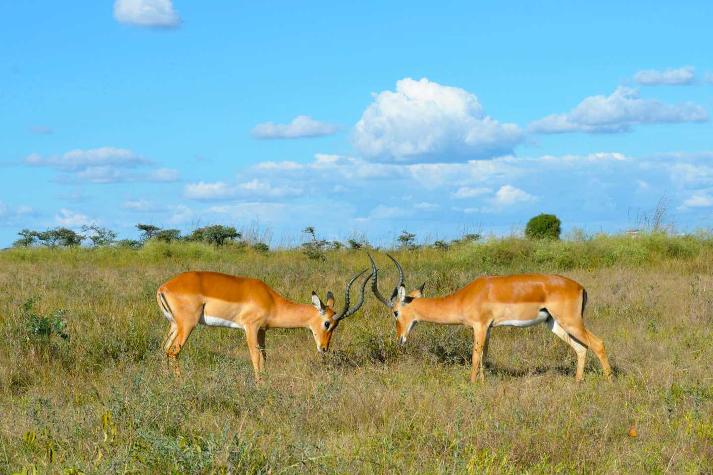 Impalas in Masai Mara National Reserve