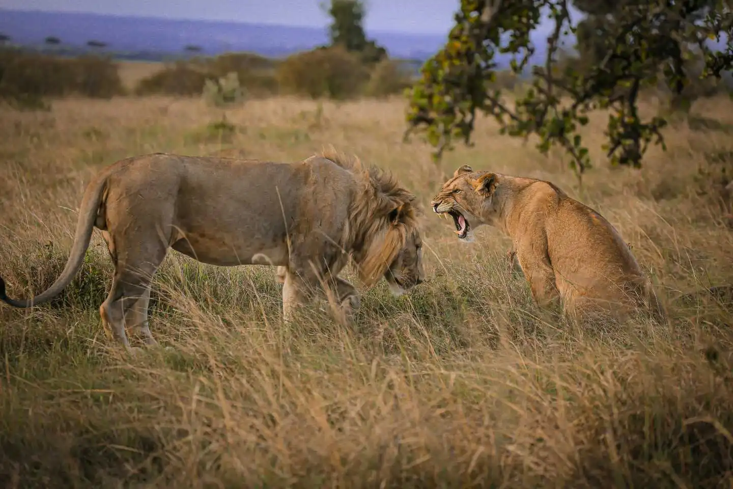 lions spotted during a kenya safari