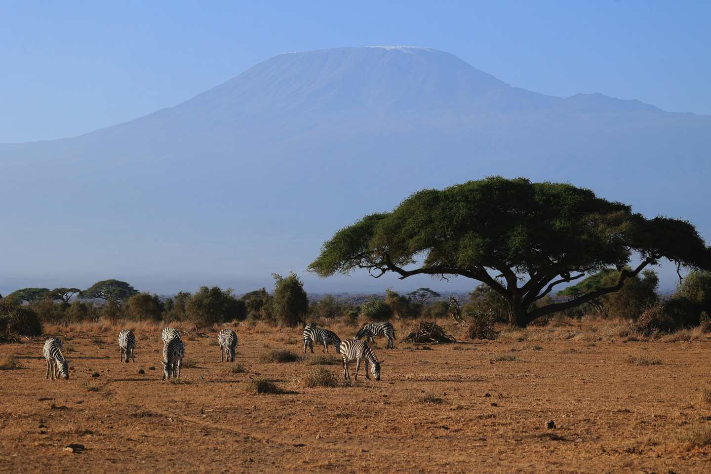zebras in amboseli national park with mt kilimanjaro in the background