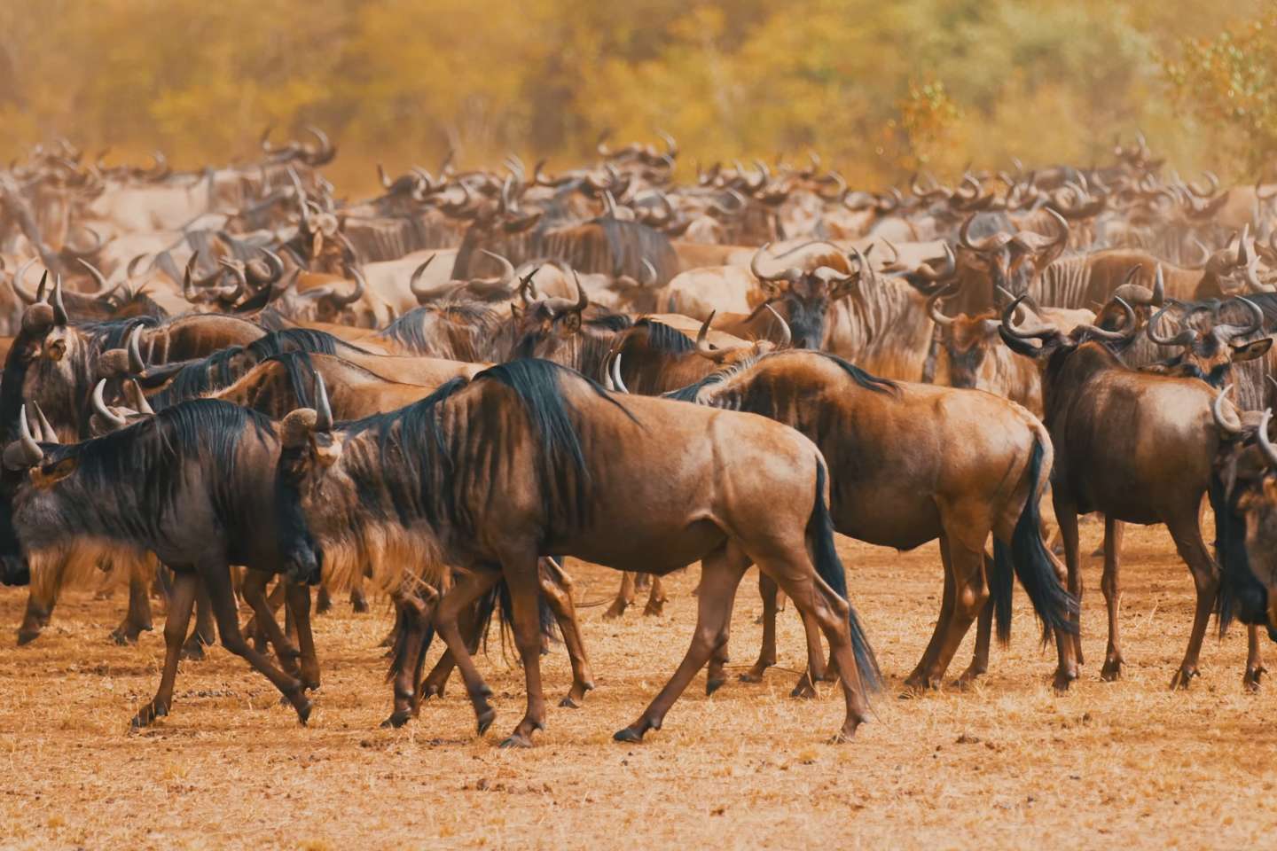 wildebeests inside the Masai Mara