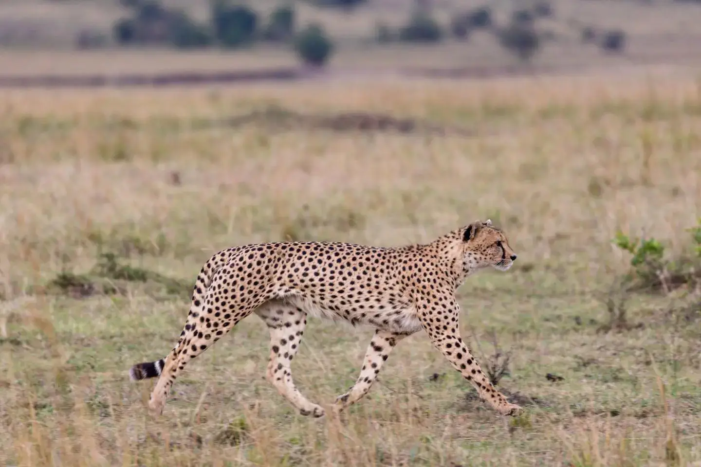 Cheetah in Tsavo West National Park