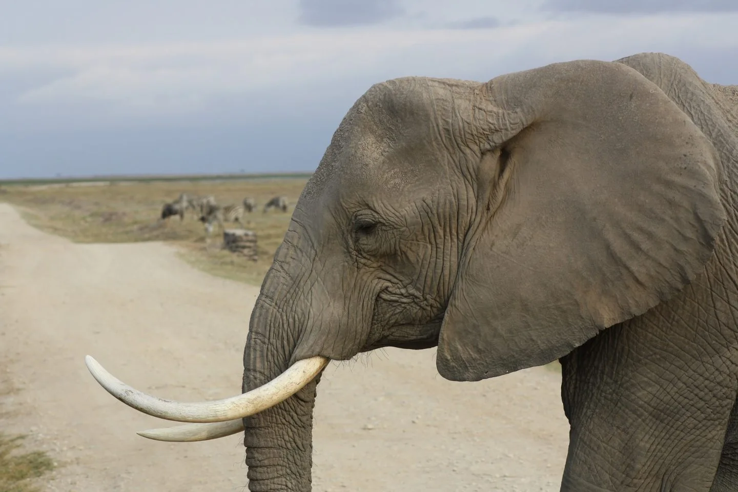 Huge elephant spotted in Amboseli National Park