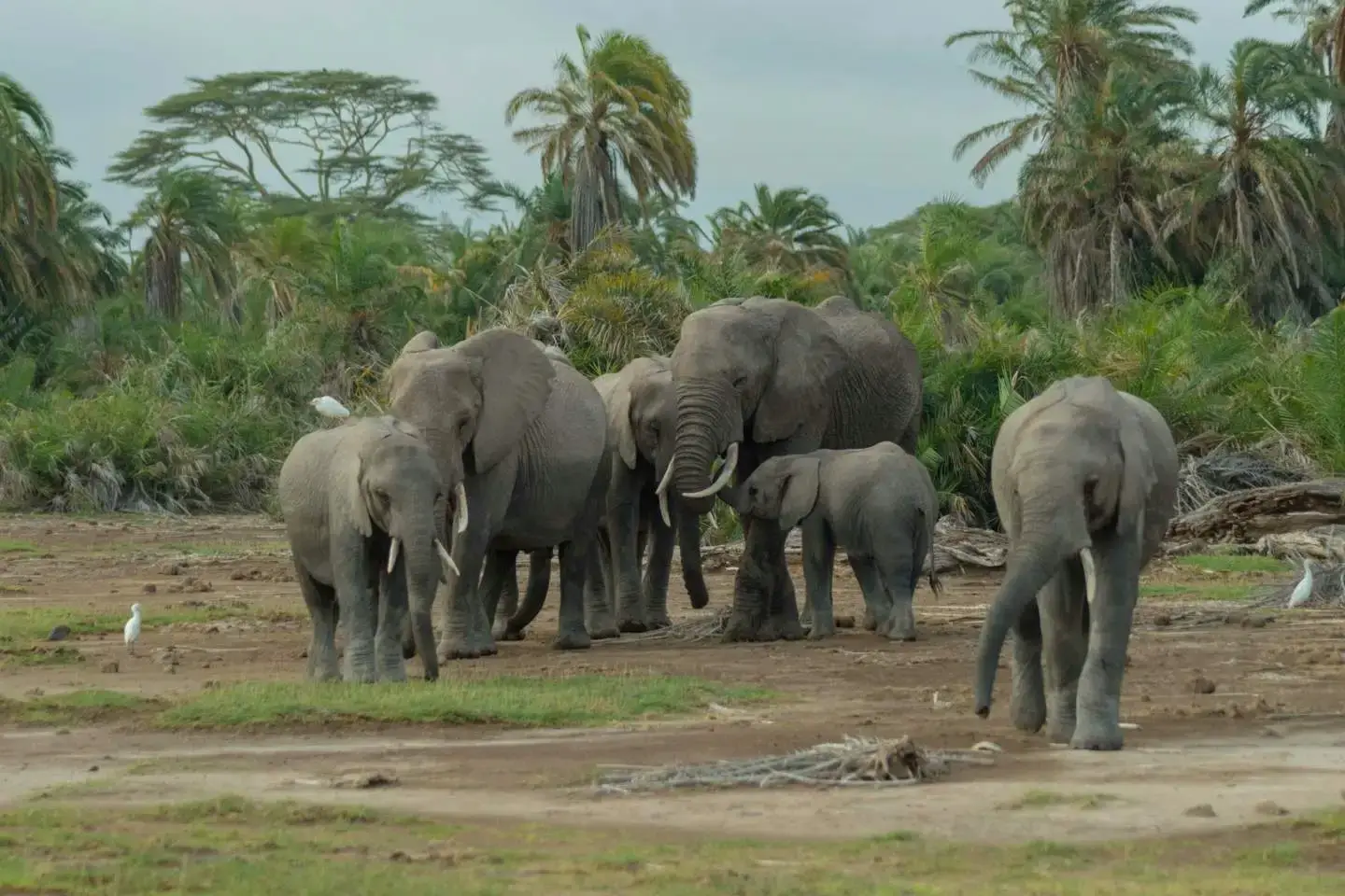 Elephants-Amboseli-National-Park