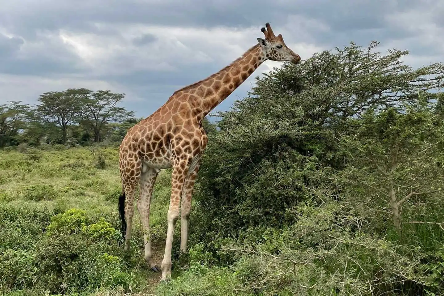 Giraffe in Lake Nakuru NP