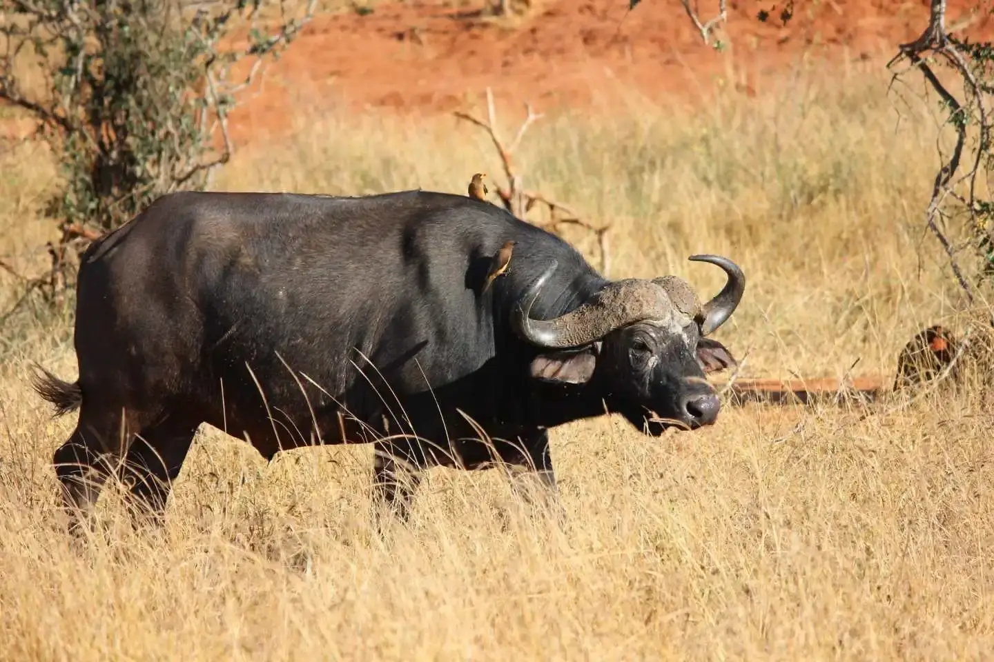 Huge Buffalo spotted in Tsavo West National Park
