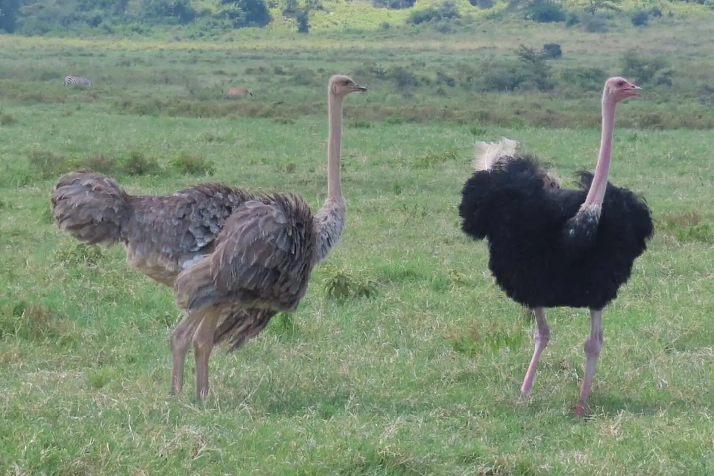 Male and female ostriches in Lake Nakuru National Park