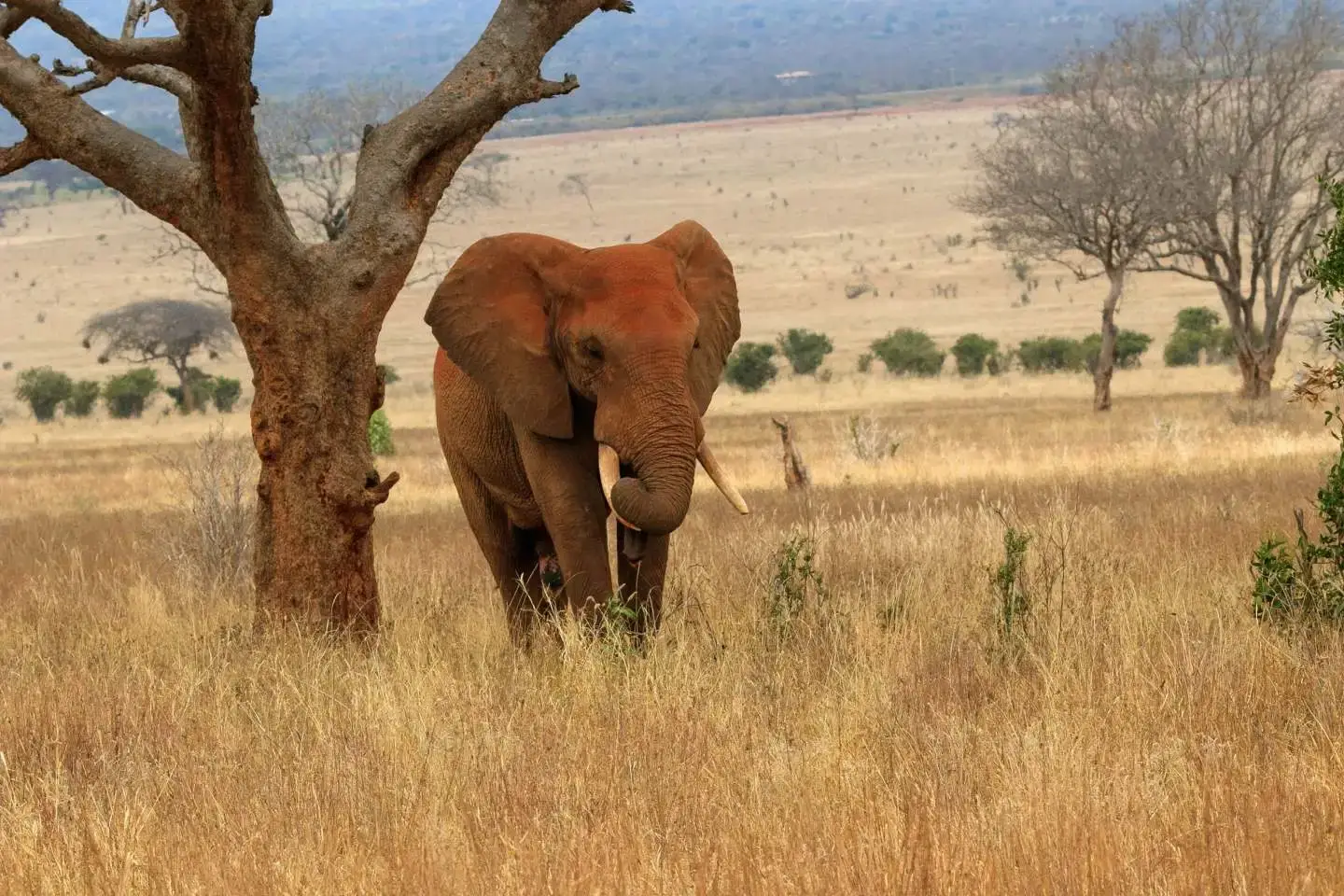 Large, red colored elephant at Tsavo West National Park