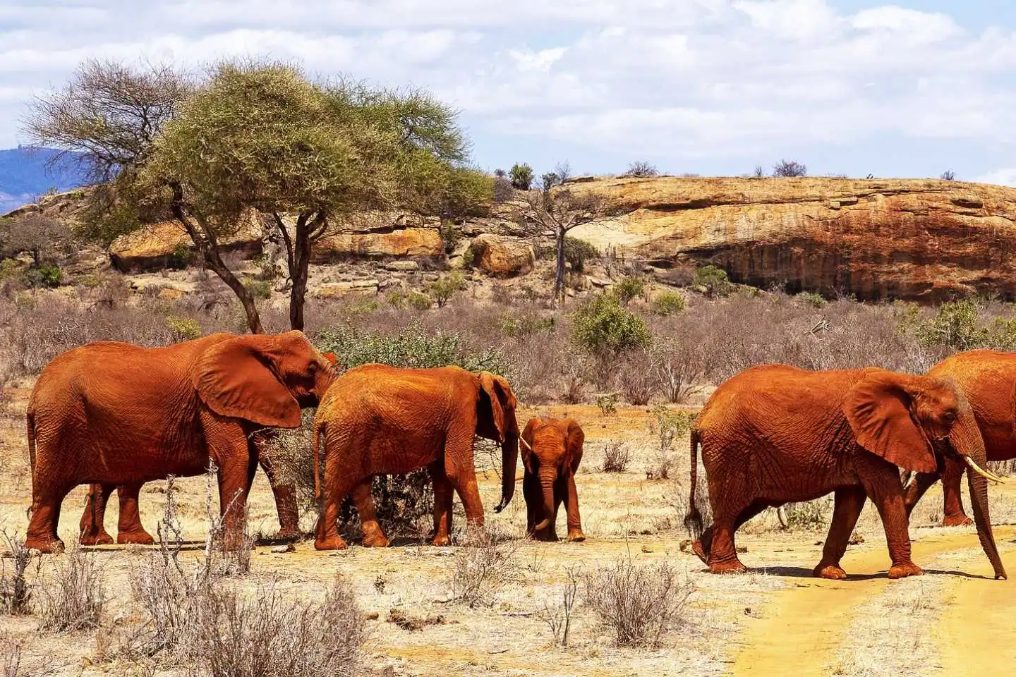 Red elephants seen in Tsavo East National Park