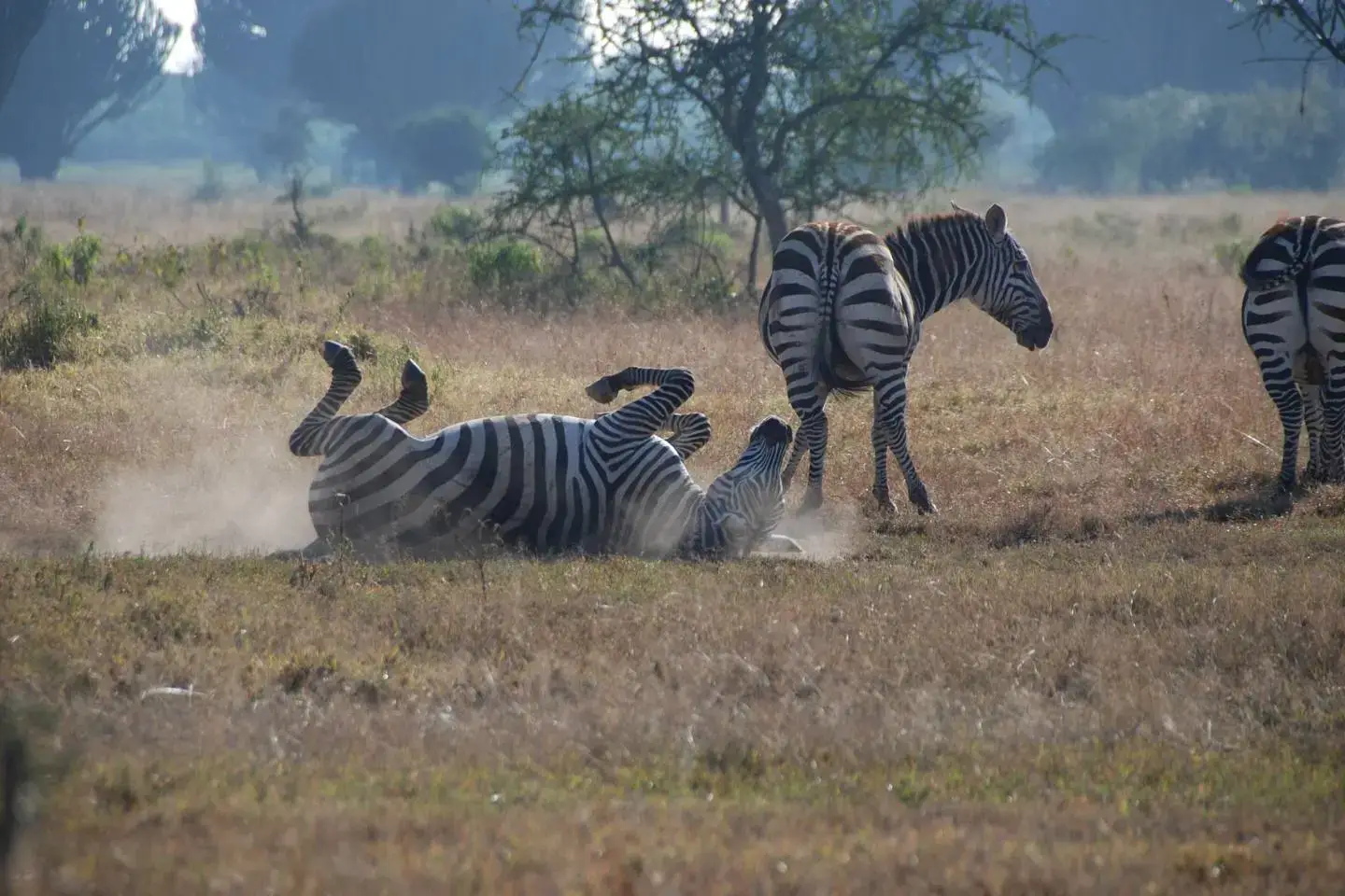 Zebras playing in Lake Nakuru National Park