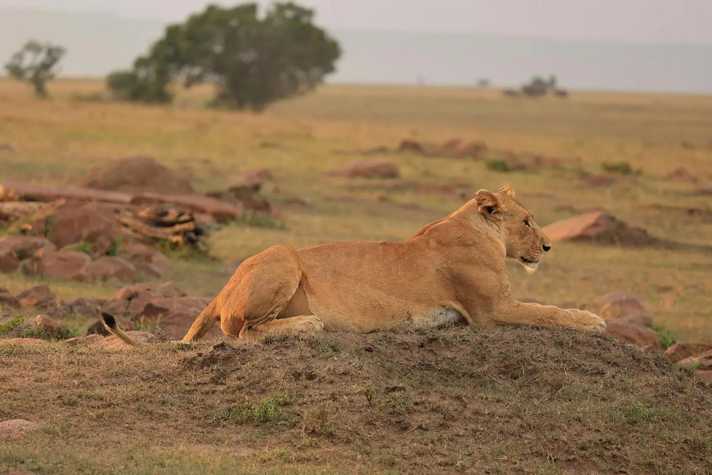 Sleeping lioness at Masai Mara National Reserve