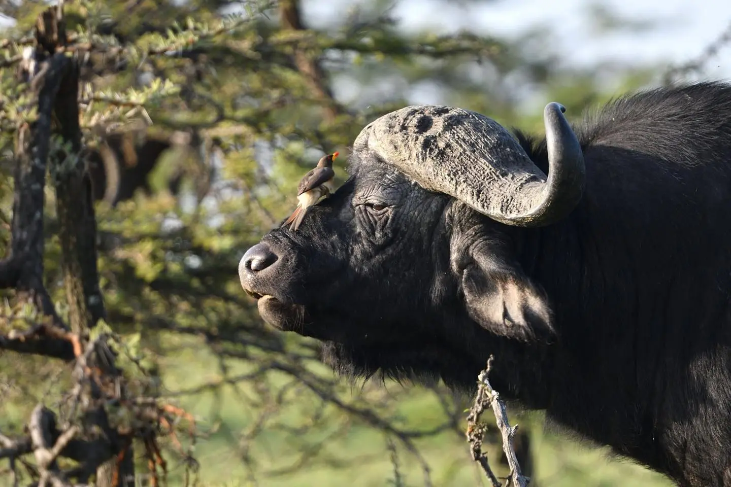 Huge African buffalo seen in the Mara