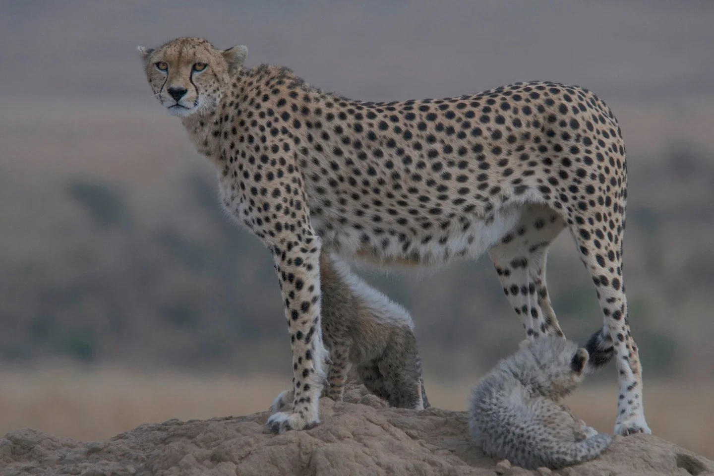 Cheetah and her cubs spotted in the expansive Masai Mara National Reserve during a 3-day mid-range safari