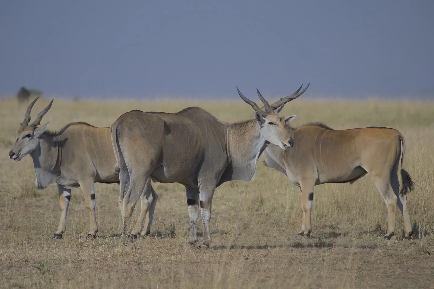 Common elands sighting in the Masai Mara