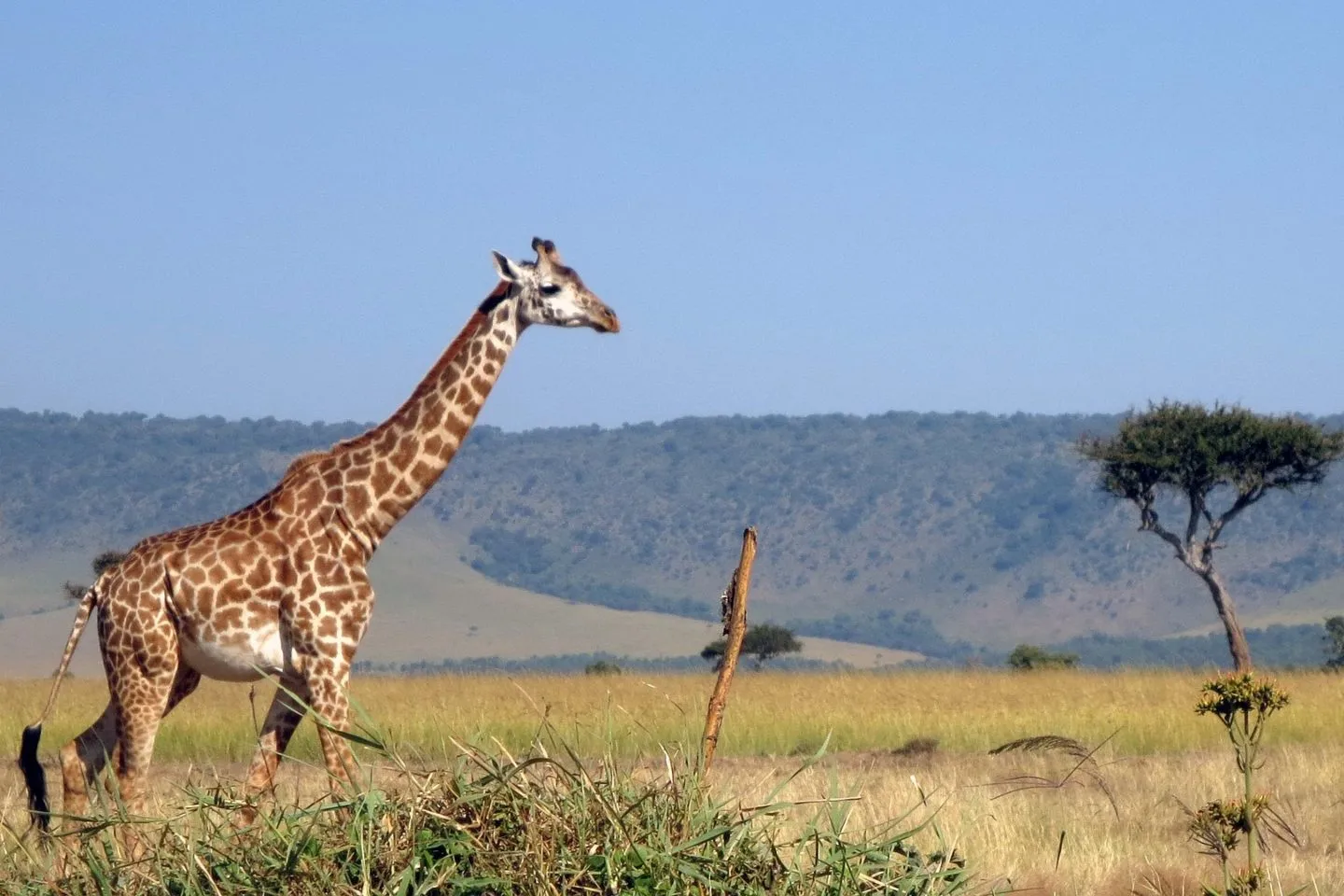 Tall Giraffe sighting in Masai Mara