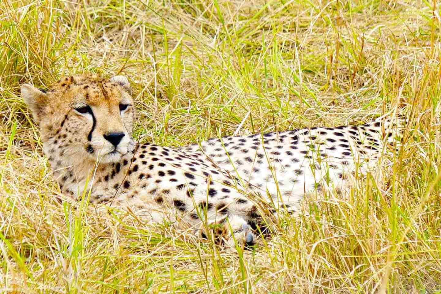 Resting cheetah in the Masai Mara