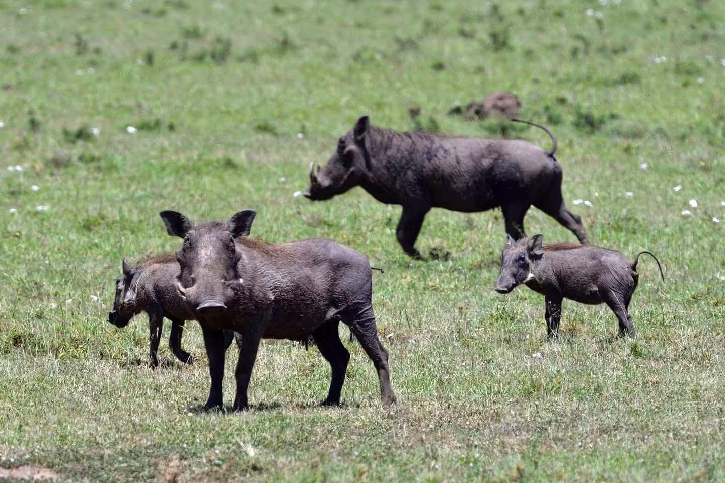 Group of warthogs spotted in Masai Mara NR
