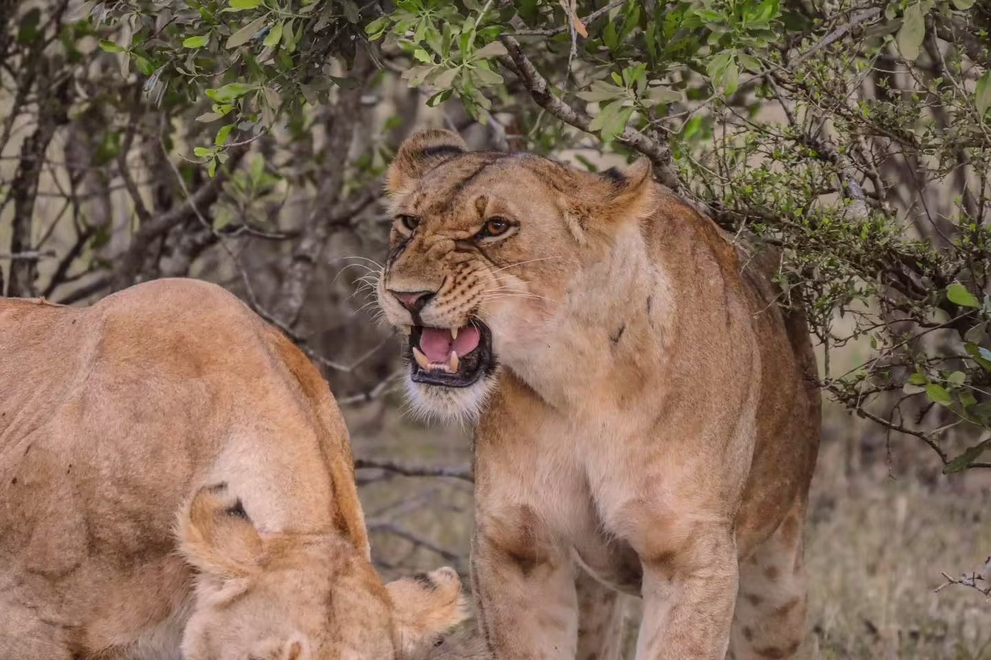 Lionesses at the Mara