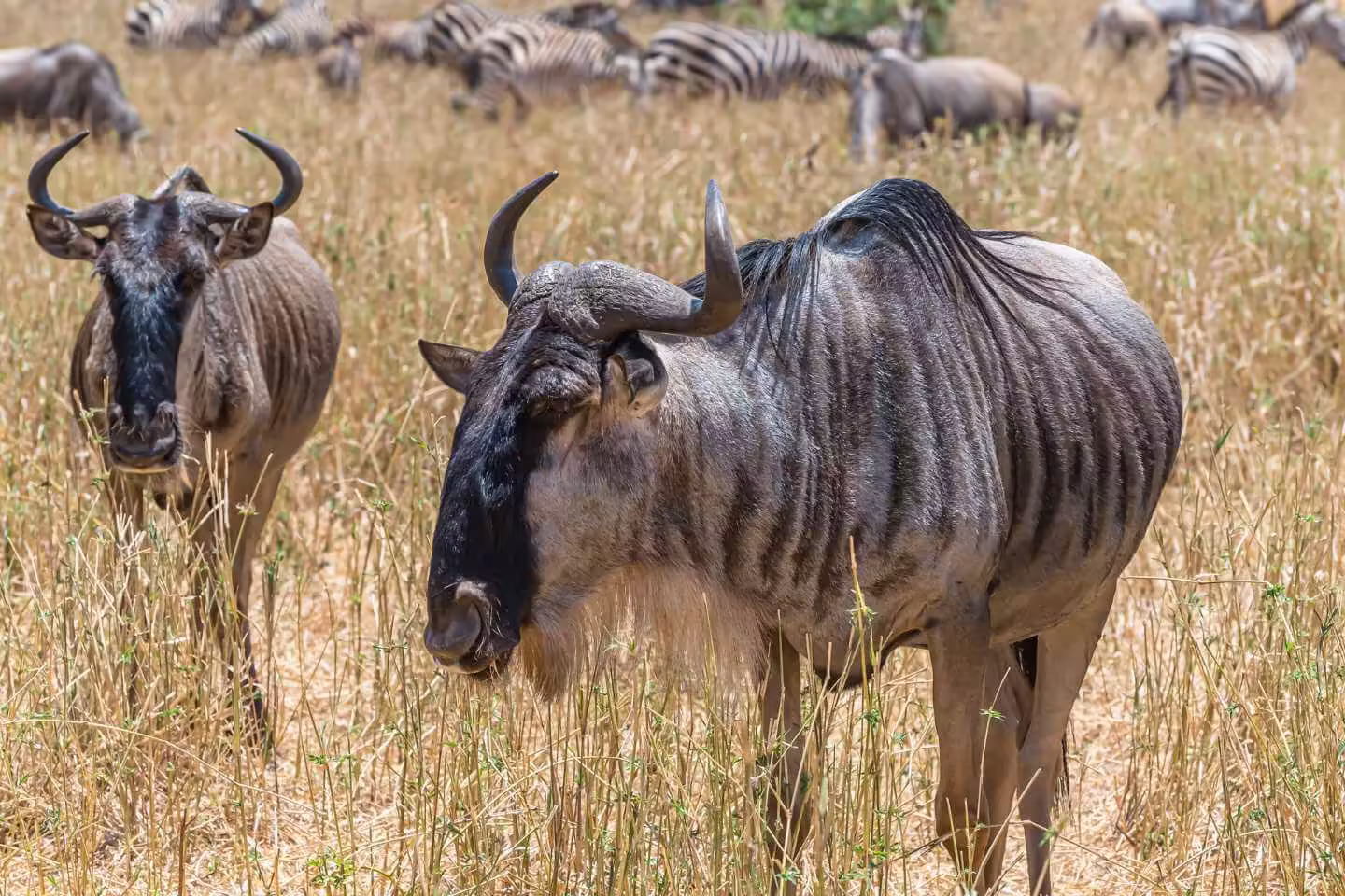Herd of wildebeests standing