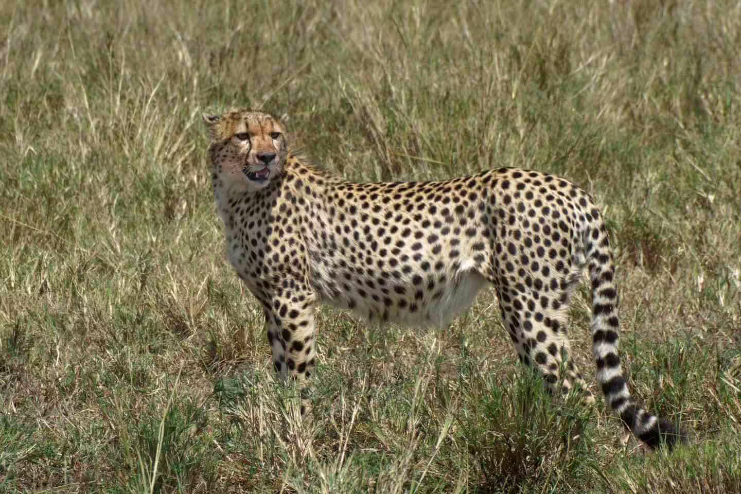 Cheetah sighting in Masai Mara
