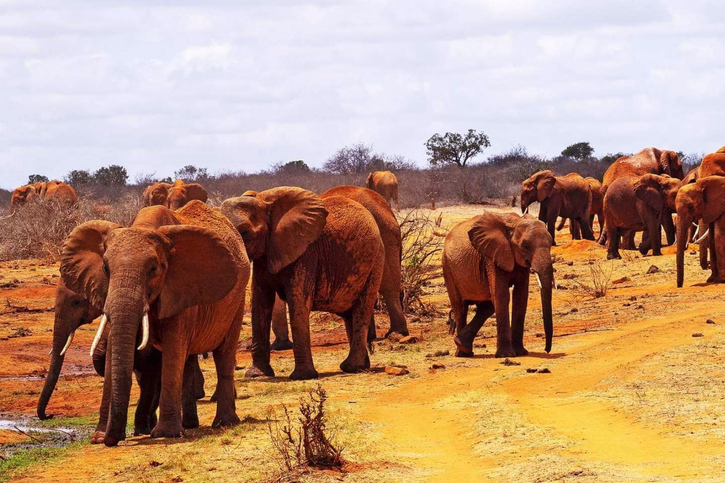 Red coated elephants spotted in Tsavo East National Park