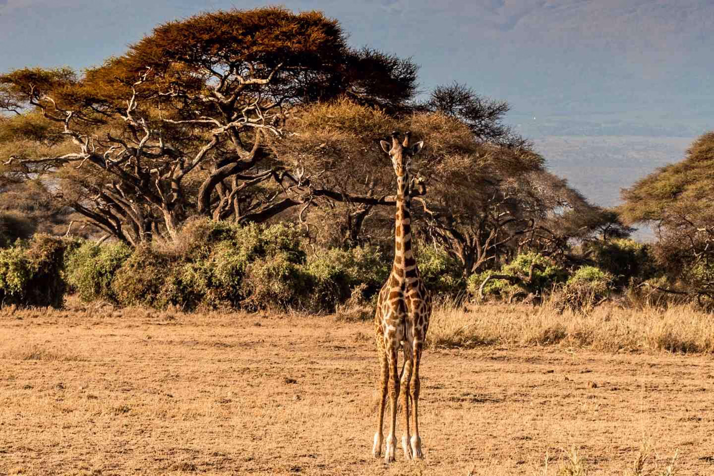 Tall giraffe in Amboseli National Park with Mt. Kilimanjaro in the backdrop