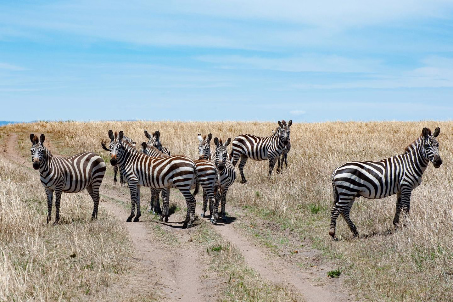 Herd of zebras in Masai Mara National Reserve