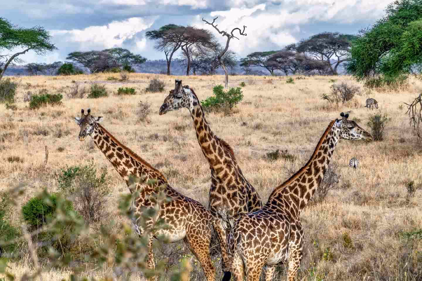 3-giraffes-seen-masai-mara