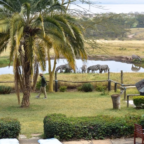 Watering hole next to Lake Nakuru Lodge with zebras visible