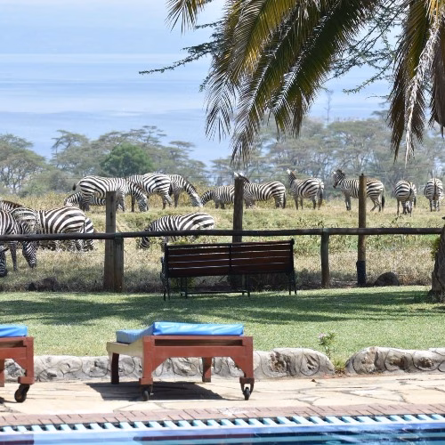 Views of wildlife from inside Lake Nakuru Lodge