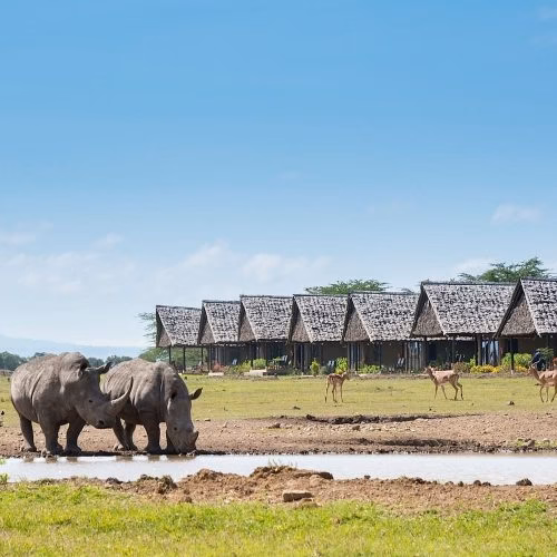 rhinos and antelopes at sweetwaters serena