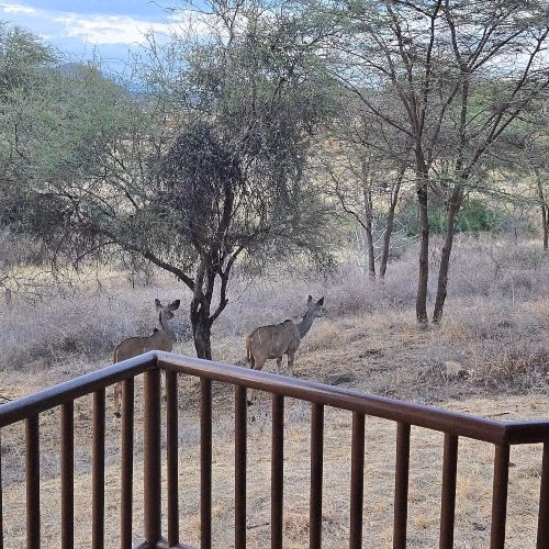 wildlife views from Samburu Simba Lodge