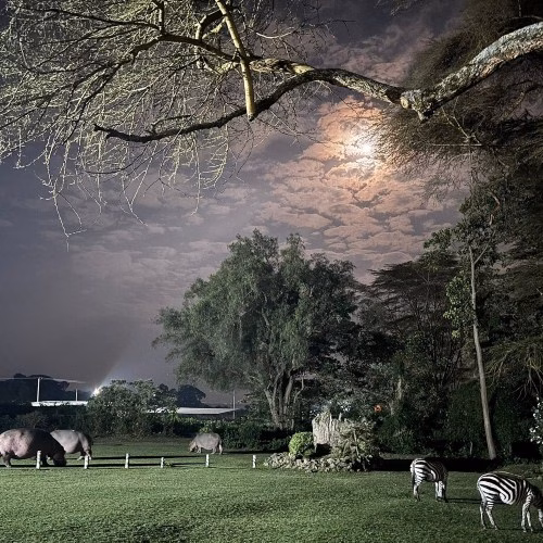 Zebras and Hippos roaming at Bila Shaka Lodge