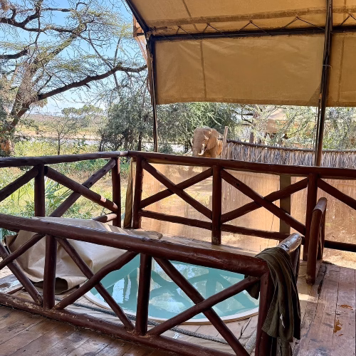 elephant visiting the camp