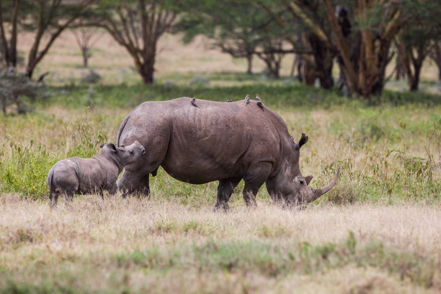 white-rhino-mother-calf-oxpecker-birds-lake-nakuru-kenya